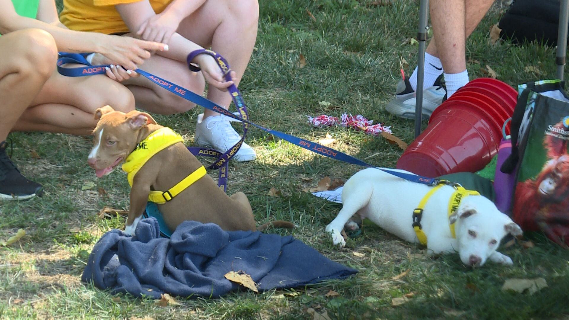 ASUM brings puppies to their voter registration